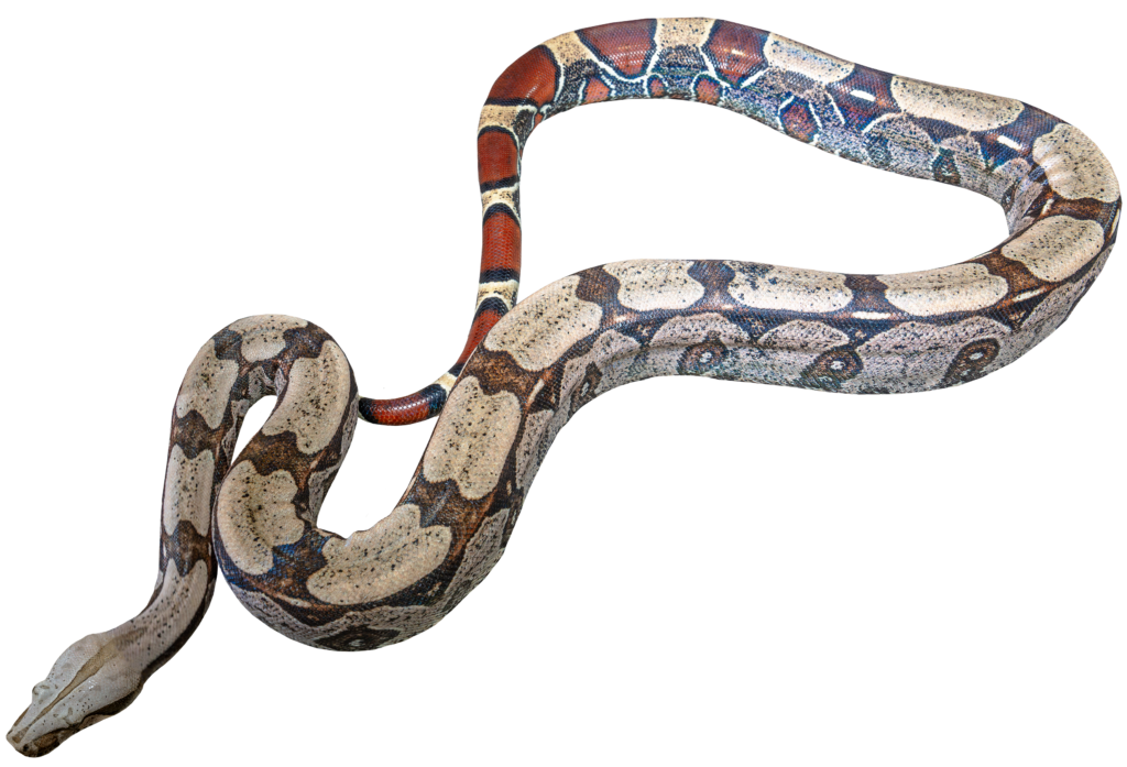 Red Tailed Boa Constrictor Full Body Top View