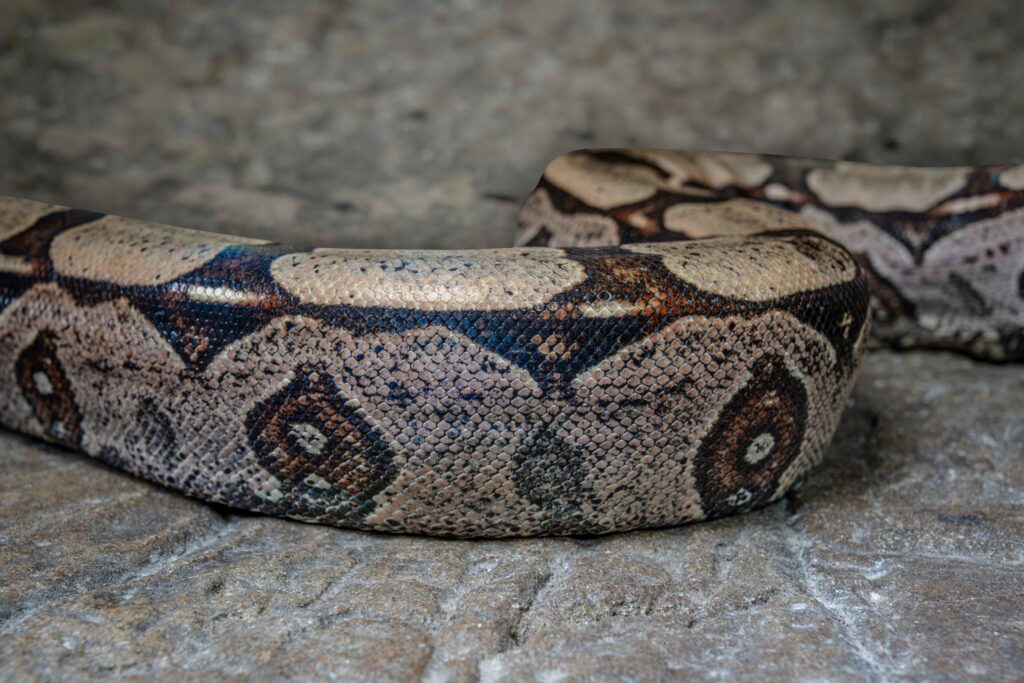 Red Tailed Boa Constrictor Body Close Up