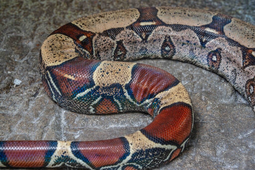 Red Tailed Boa Constrictor Tail Red Color Body