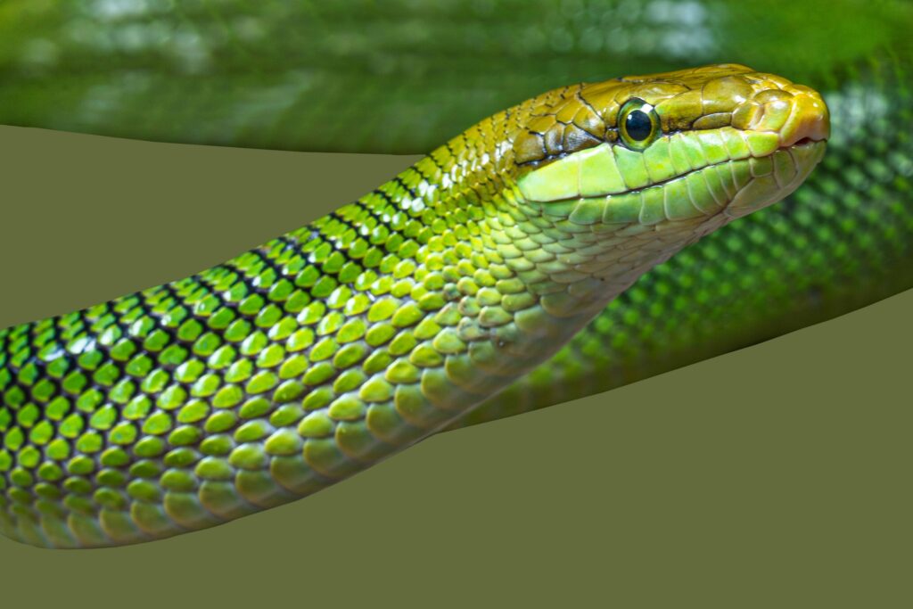 Red Tailed Rat Snake Profile