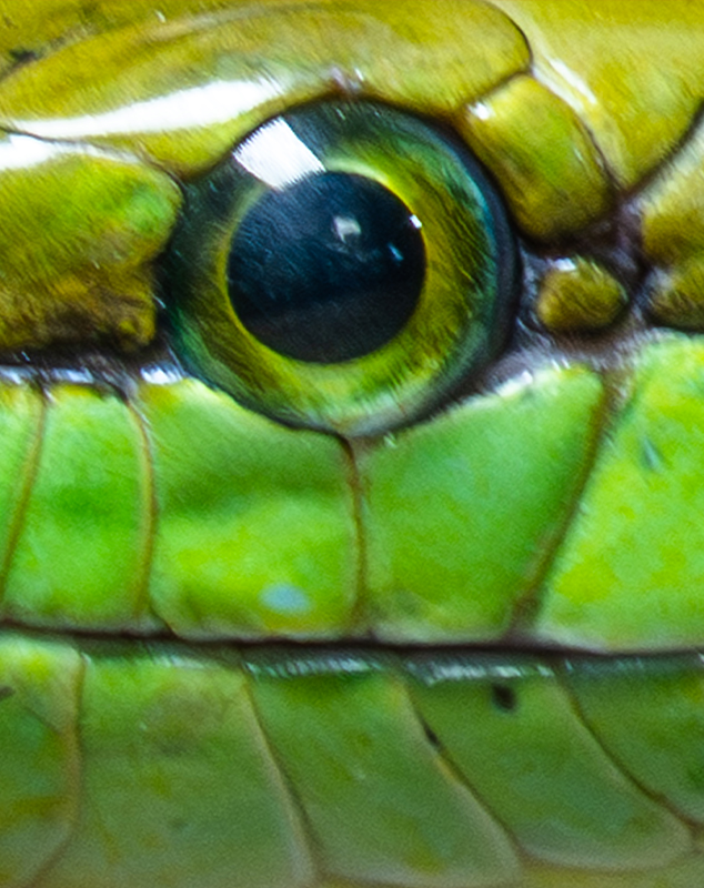 Red Tailed Rat Snake Eye