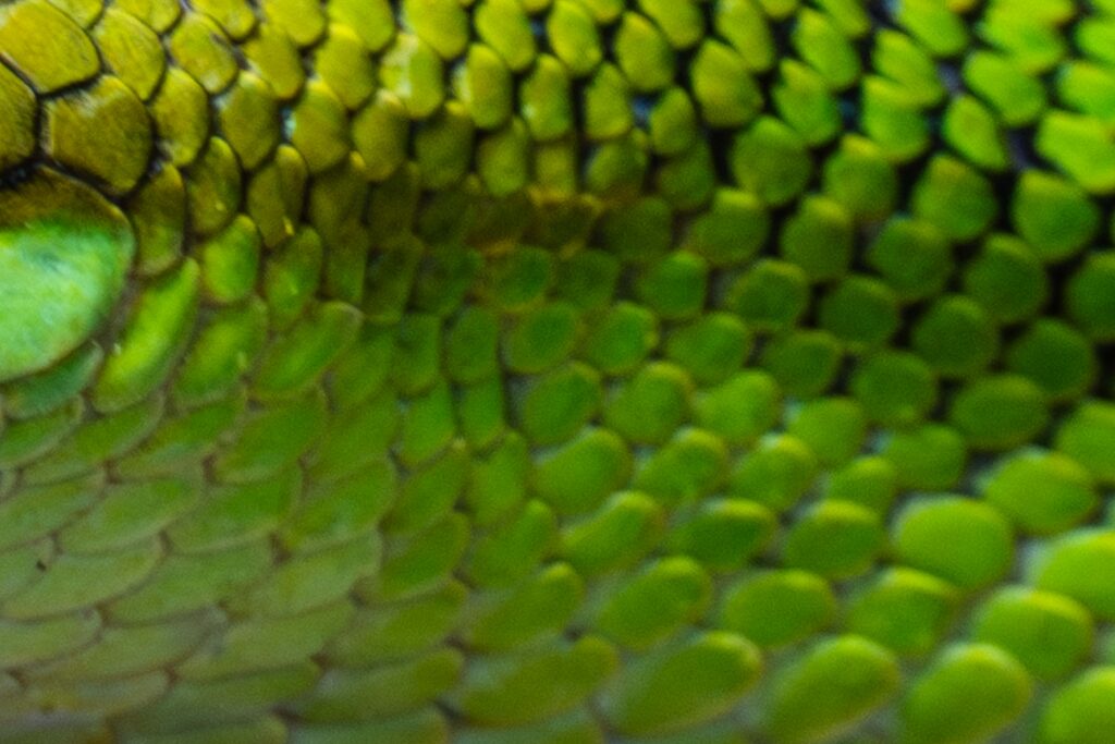 Red Tailed Rat Snake Texture Scales Skin