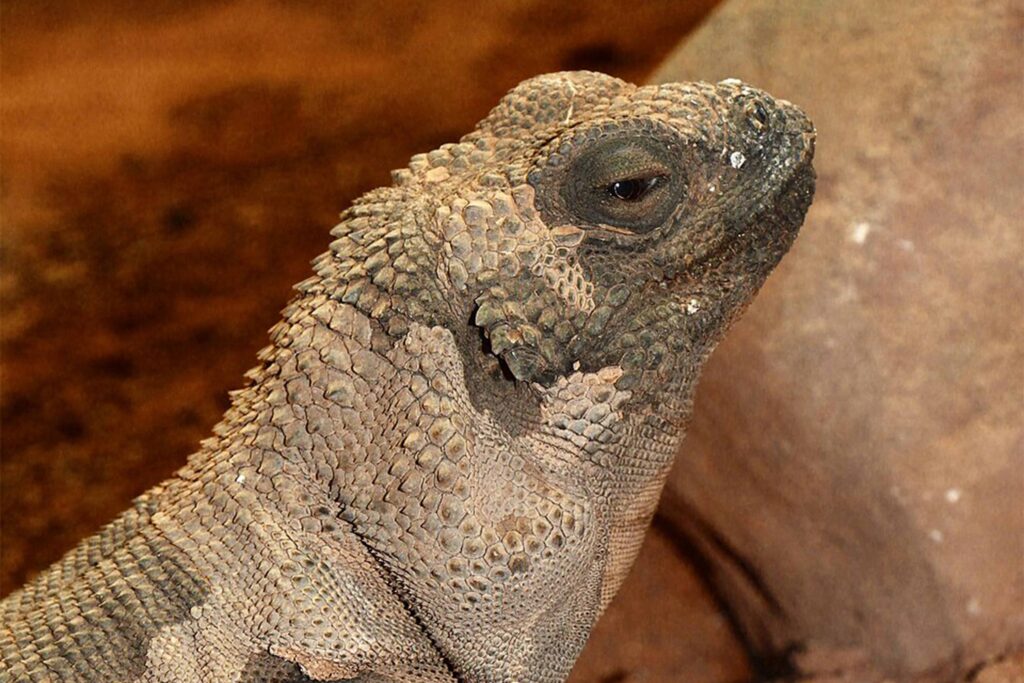 Sauromalus hispidus - Reptilium Landau