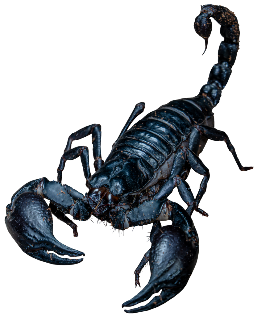 Giant Forest Scorpion Front Full Body