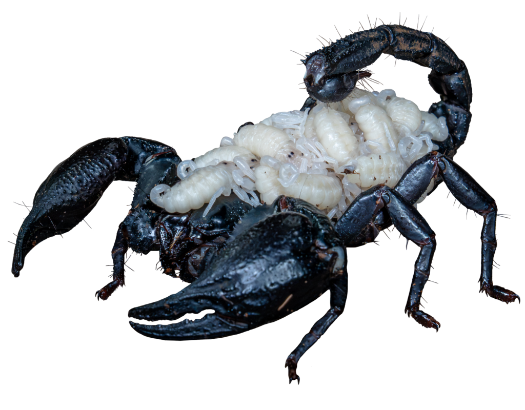 Giant Forest Scorpion Babies On Their Back