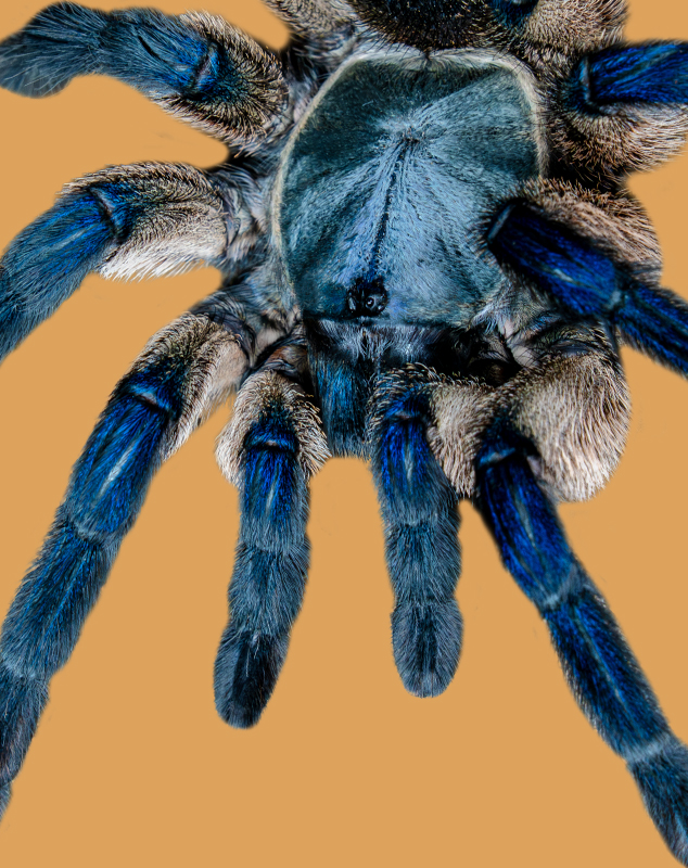 Socotra Island Blue Baboon Tarantula