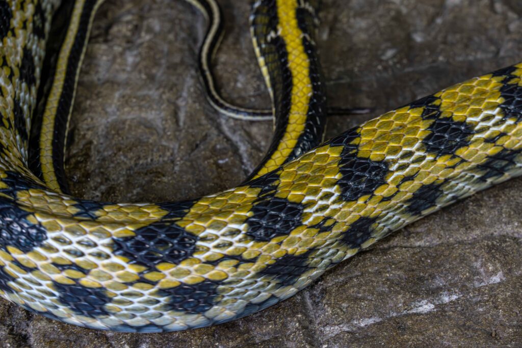 Taiwan Beauty Rat Snake Body Close Up 2