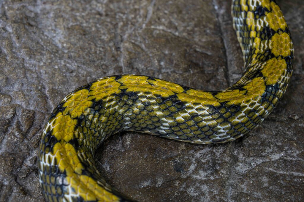 Taiwan Beauty Rat Snake Body Close Up 1