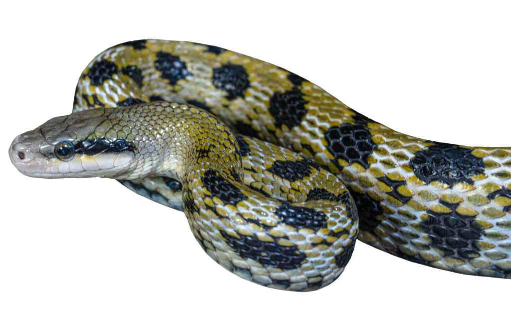 Taiwan Beauty Rat Snake Profile Close Up
