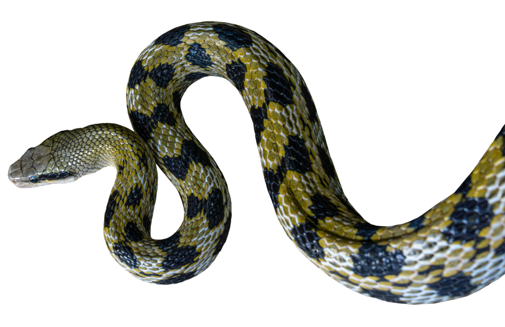 Taiwan Beauty Rat Snake Top Body Close Up