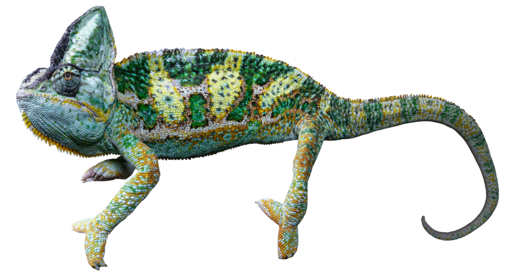 Veiled Chameleon Full Body