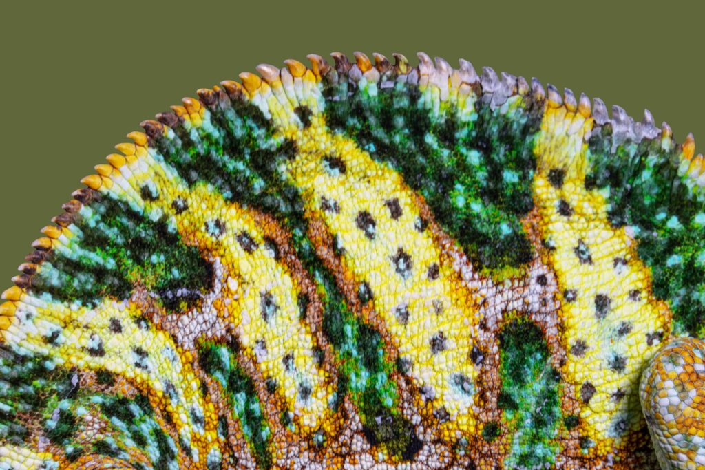 Veiled Chameleon Back Spine Close Up Texture
