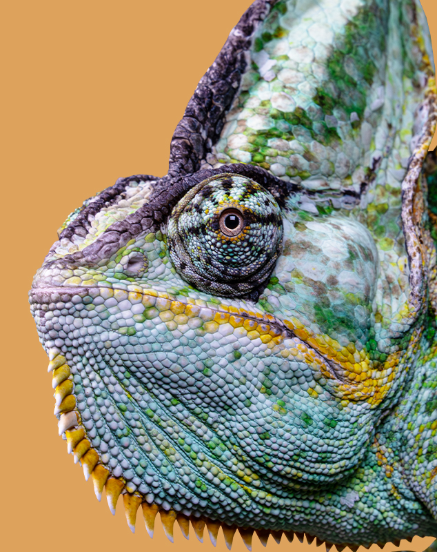 Veiled Chameleon Profile