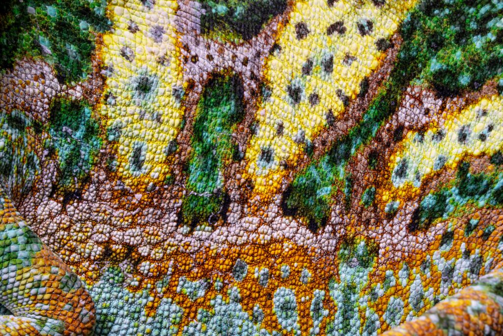 Veiled Chameleon Close Up Texture