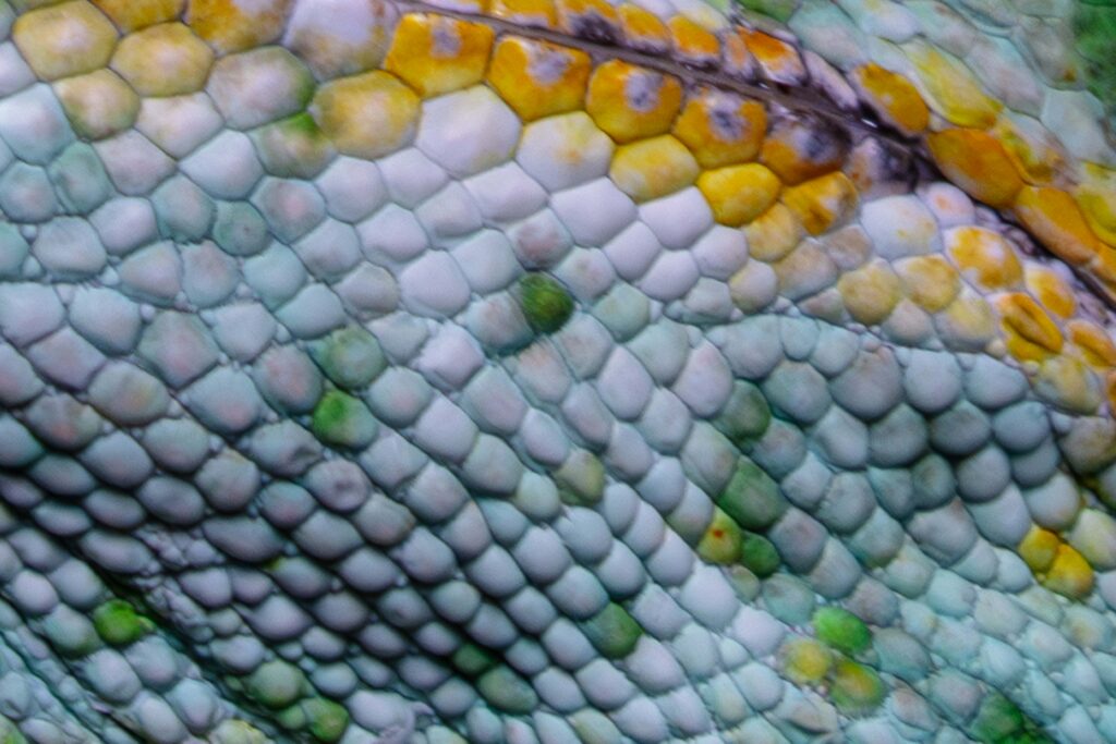 Veiled Chameleon Close Up Texture