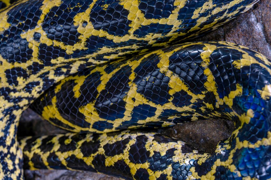 Yellow Anaconda Body Texture Top