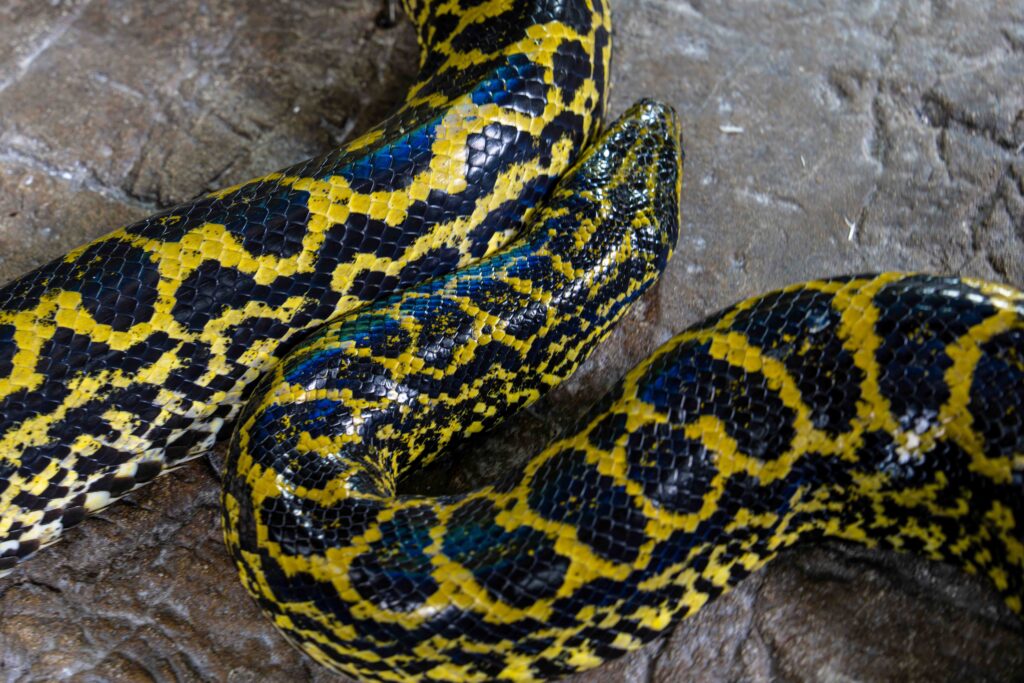 Yellow Anaconda Top View Texture
