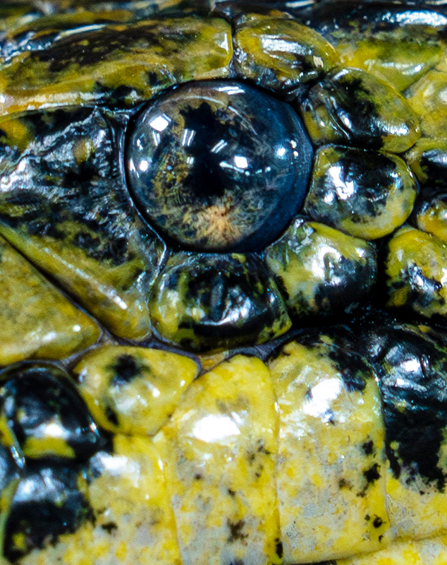 Yellow Anaconda Eye