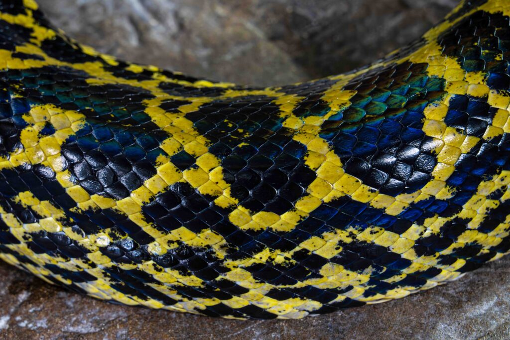 Yellow Anaconda Scale Texture and Pattern