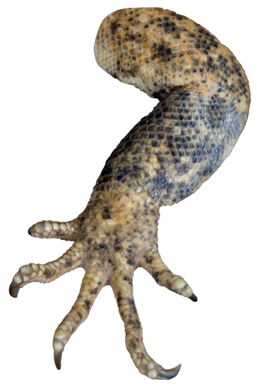 Close up view of the Banana Pied Pectinata Mexican Spiny-Tailed Iguana's leg and hand