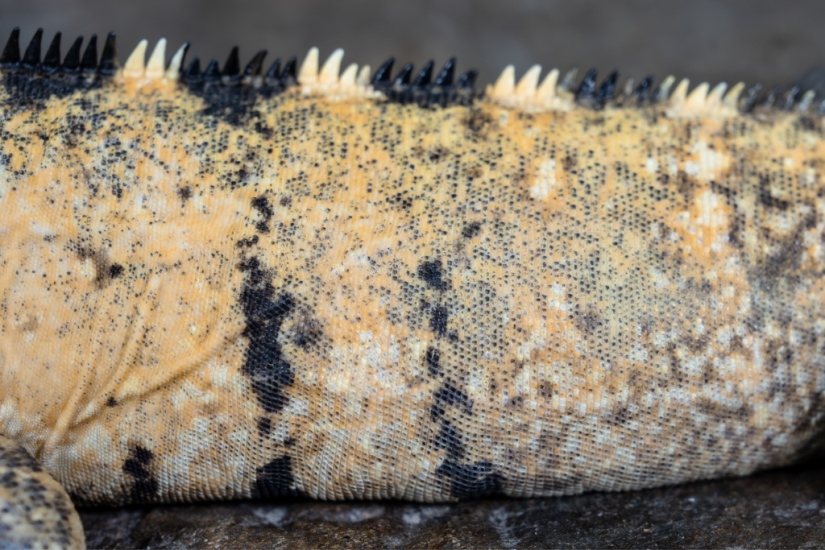 Close view of the side torso's texture on the Banana Pied Pectinata Mexican Spiny-Tailed Iguana's
