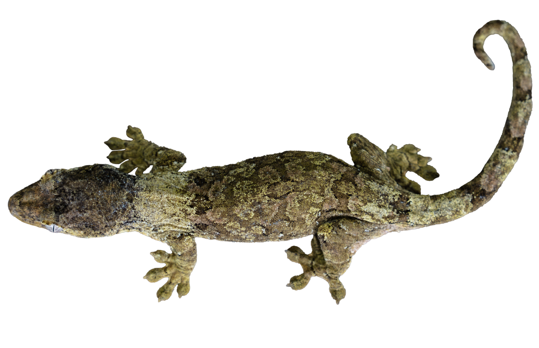 Chahoua Gecko Full Body Close Up