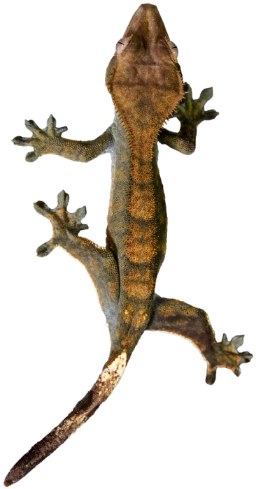Crested Gecko Cut Out (1)