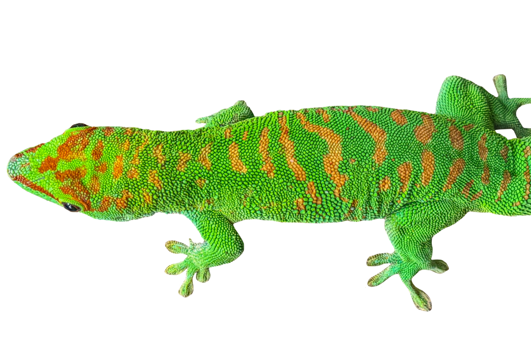 Day Gecko Top Close Up