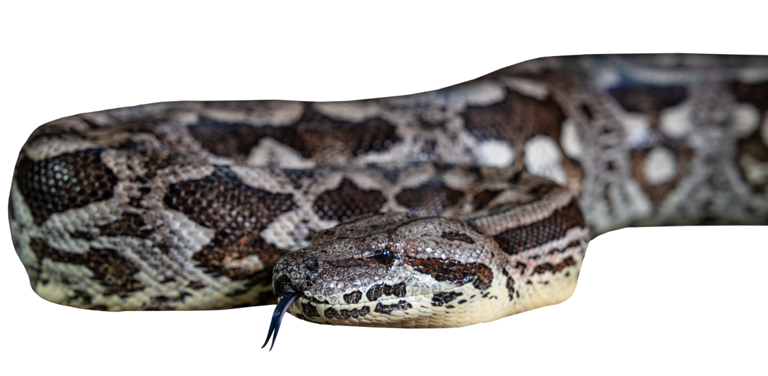 Dumeril's Boa Profile Close Up