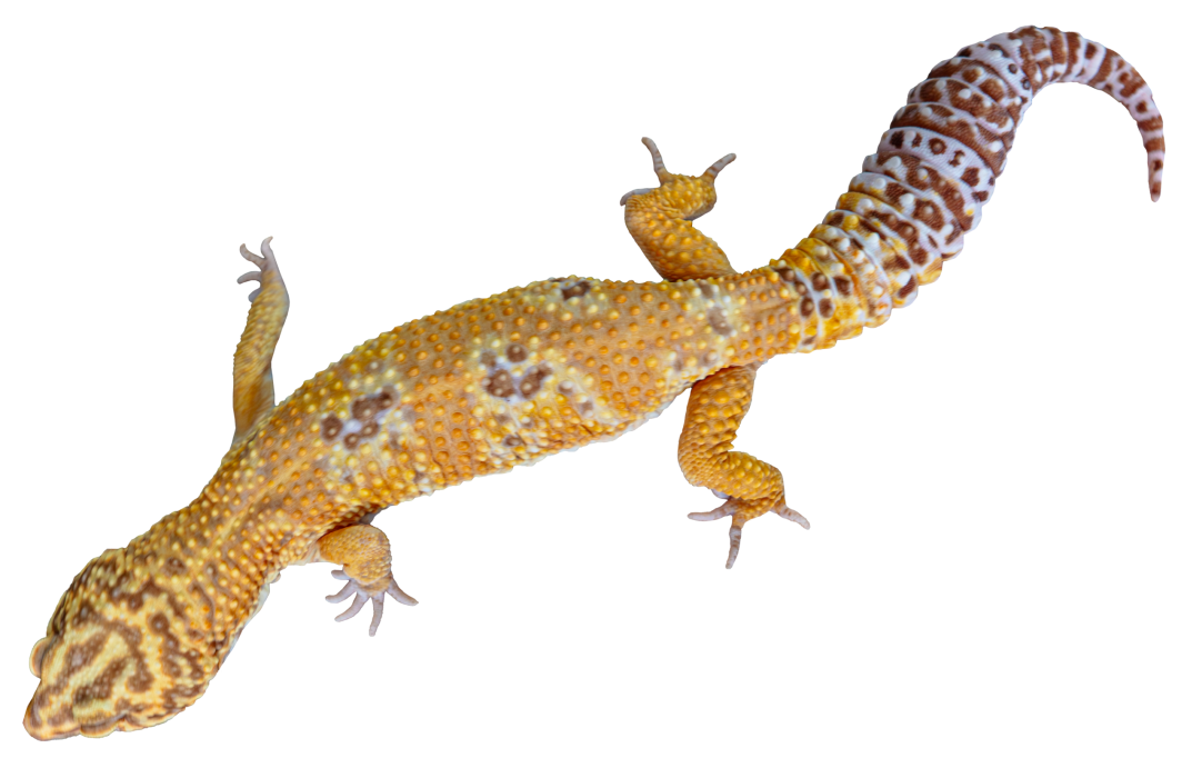 Leopard Gecko Top Full Body